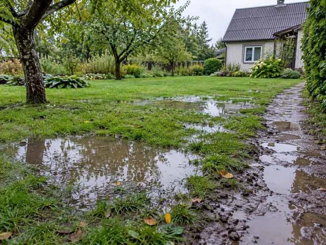 Iliustracija: šlapias kiemas